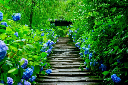 观察镰仓的季节性寺庙之花，寻找宁静 