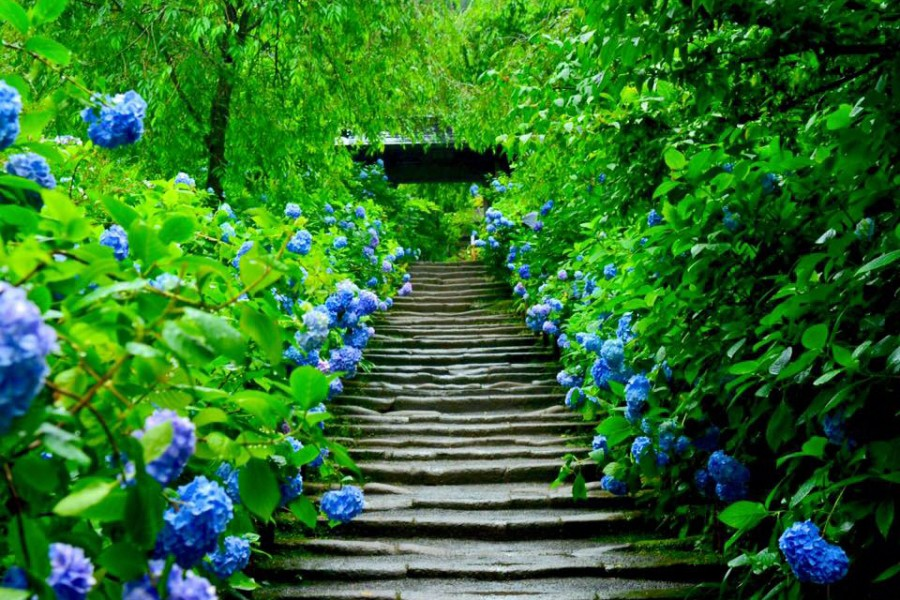 观察镰仓的季节性寺庙之花，寻找宁静 