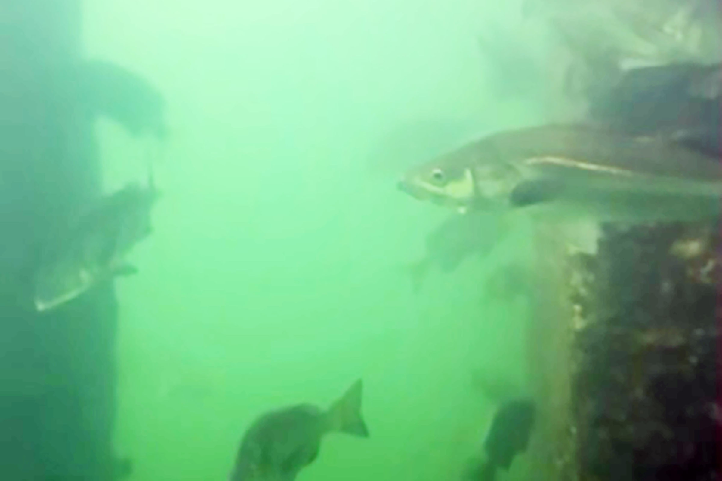 照片提供：横滨SUP俱乐部