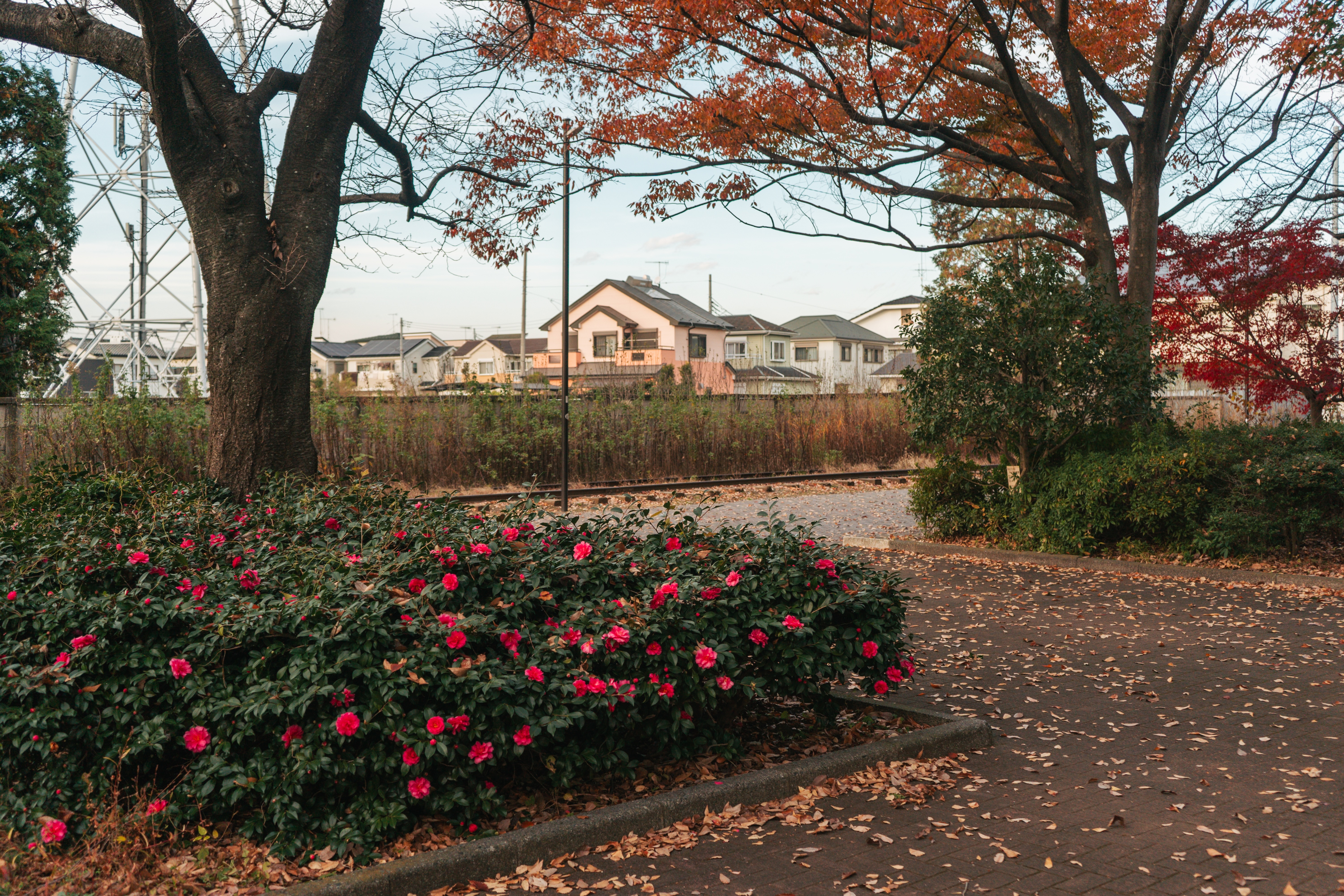 季节性树叶和花（Cathy Guex）