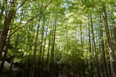 可持续发展旅行