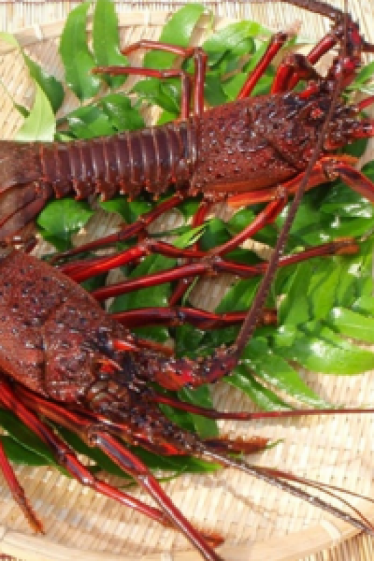 神奈川伊势海老