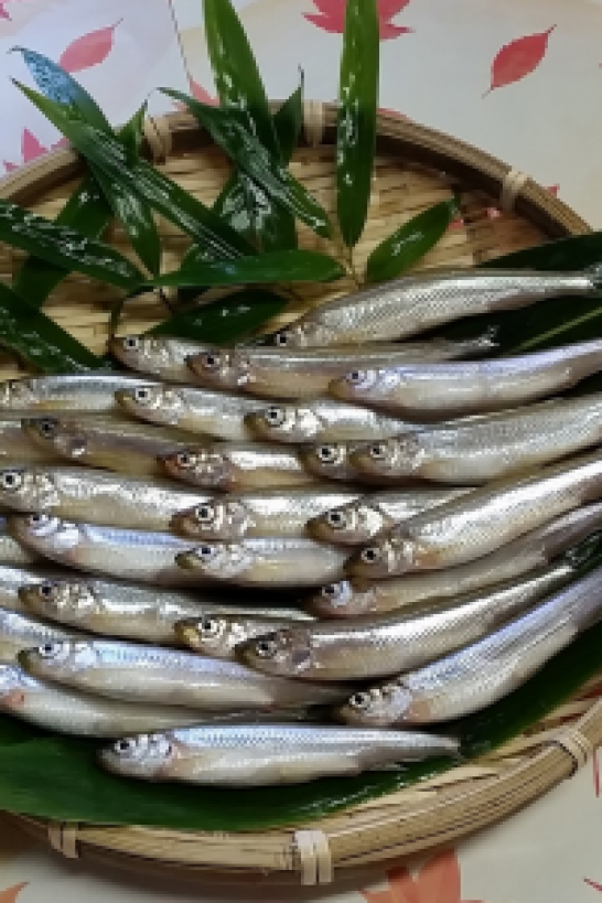 芦之湖西太公鱼