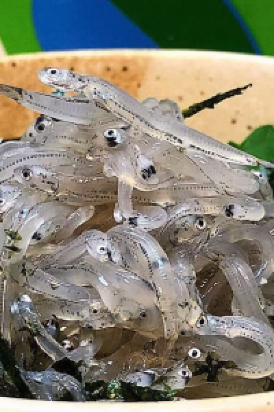 湘南吻仔鱼（生）