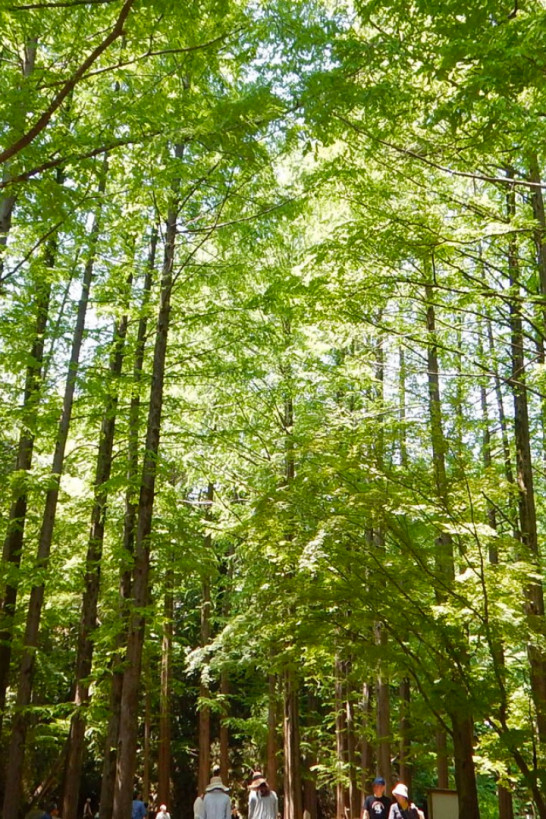 神奈川的可持续发展旅行