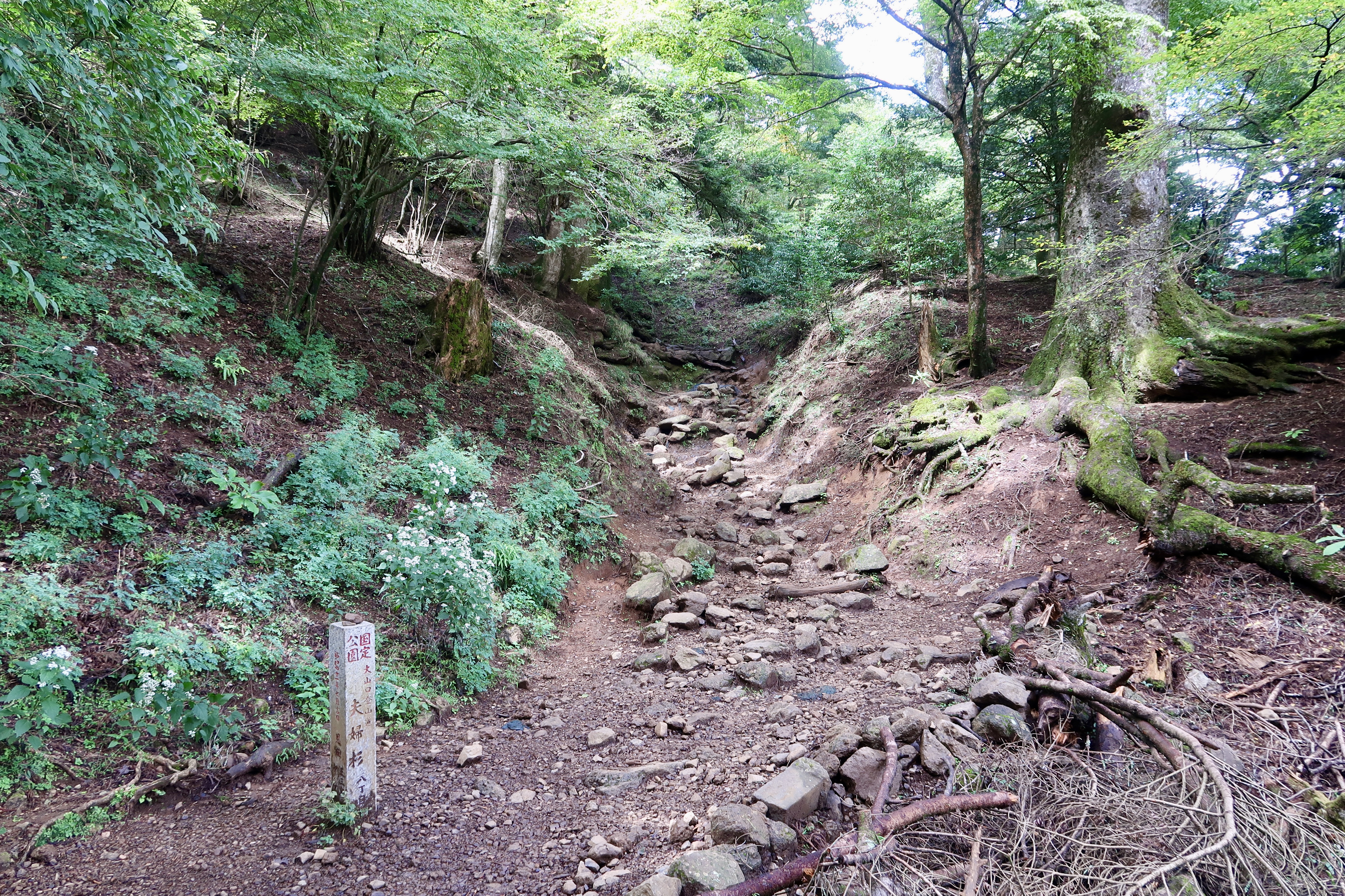 穿过森林的小径