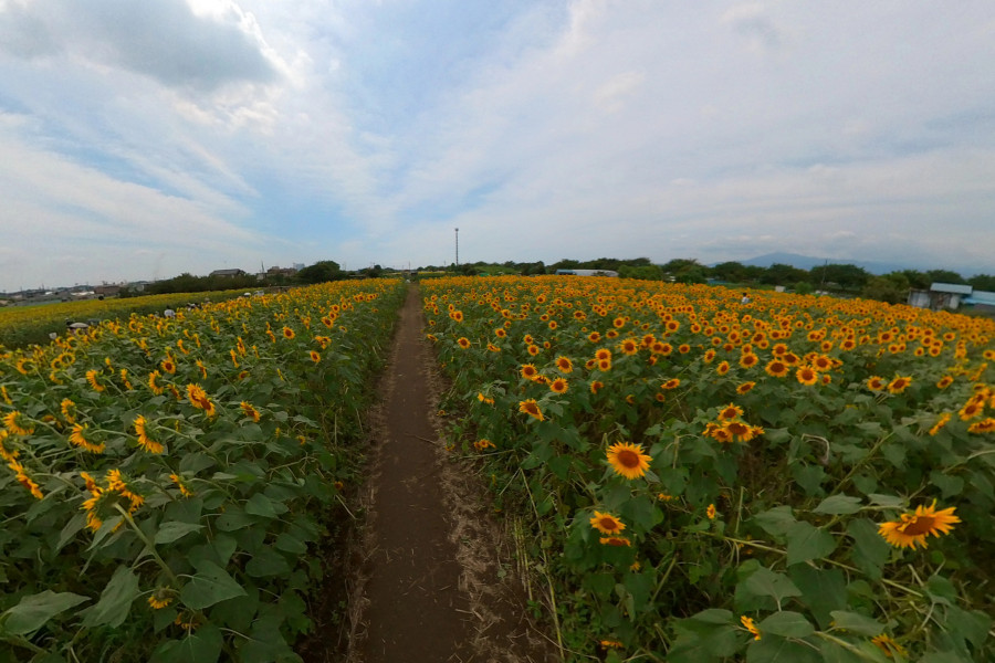 Zama Sunflowers