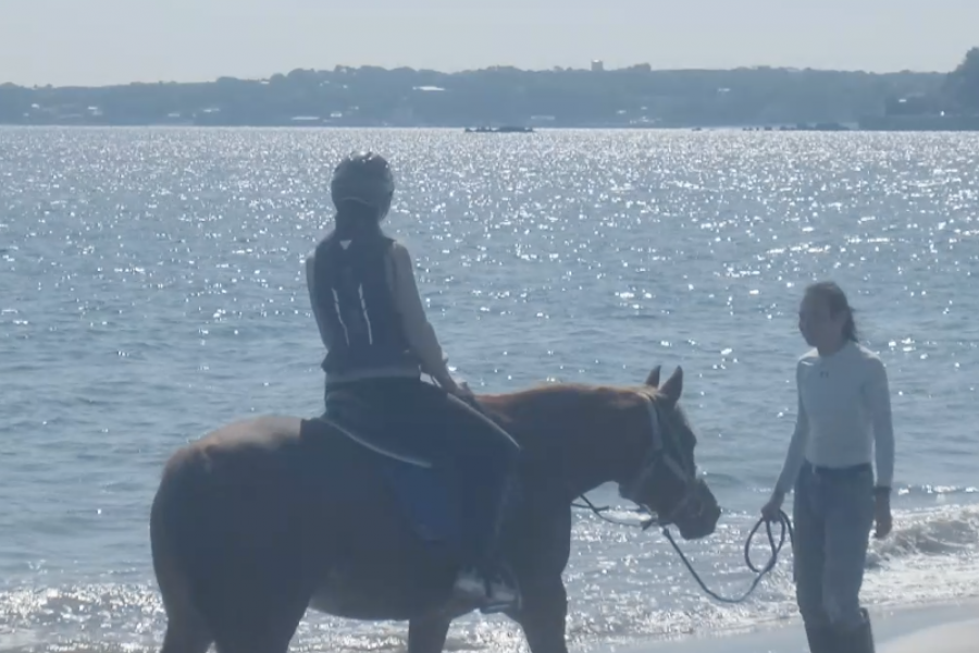 三浦海岸骑马农场
