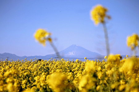 Welcoming the New Year in Kanagawa! 