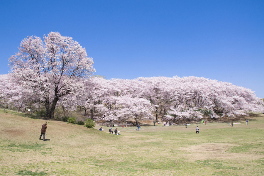 Spring destinations and eats across Kanagawa! 
