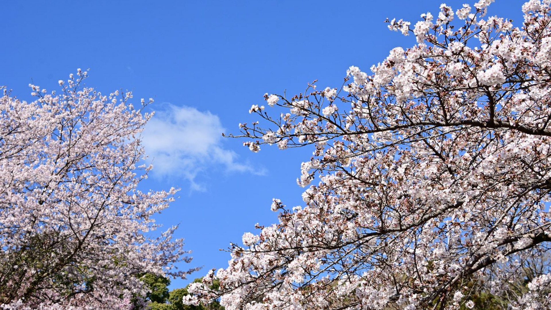 饭山白山森林公园