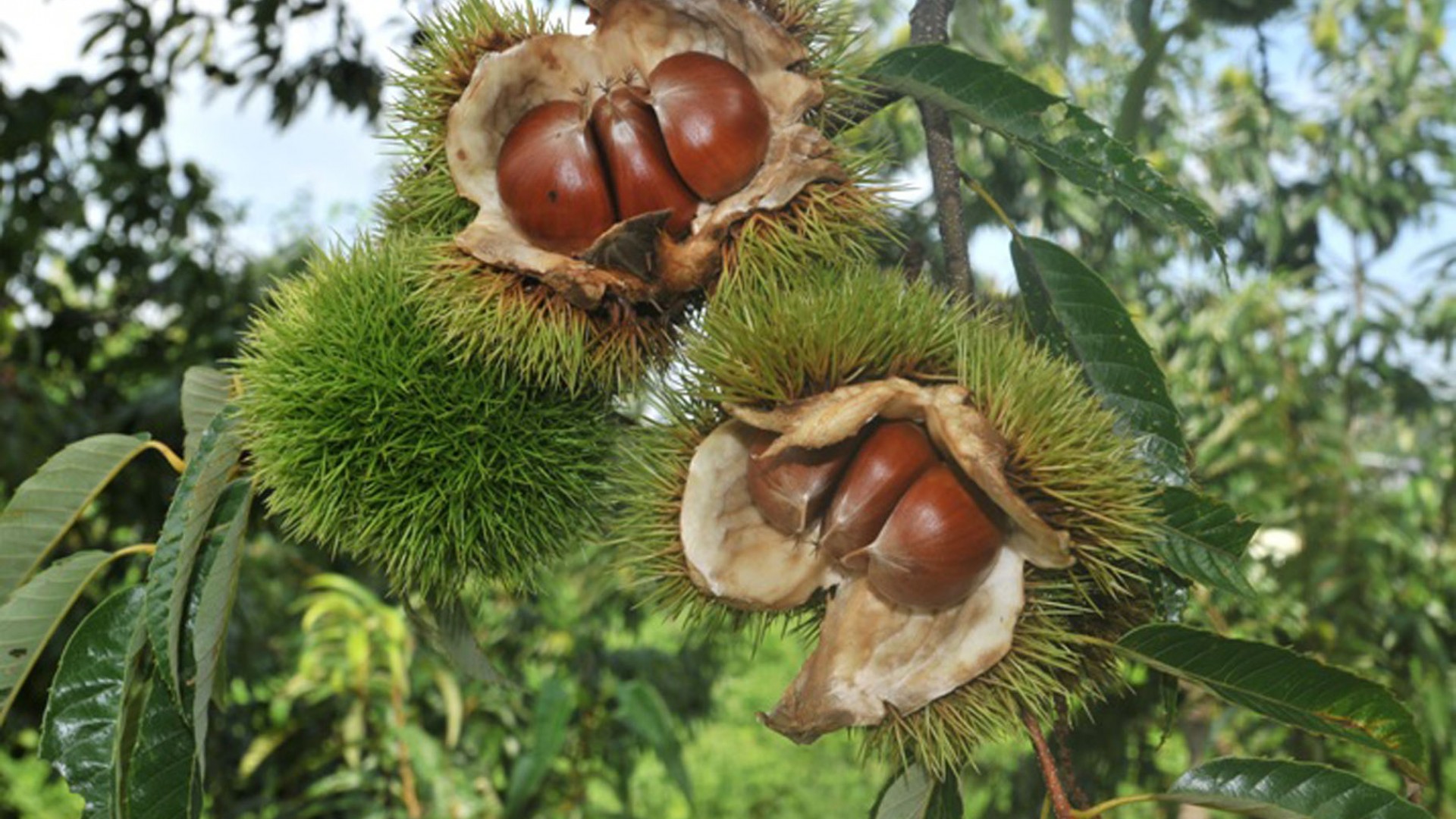 藤野园艺乐园（采摘体验）