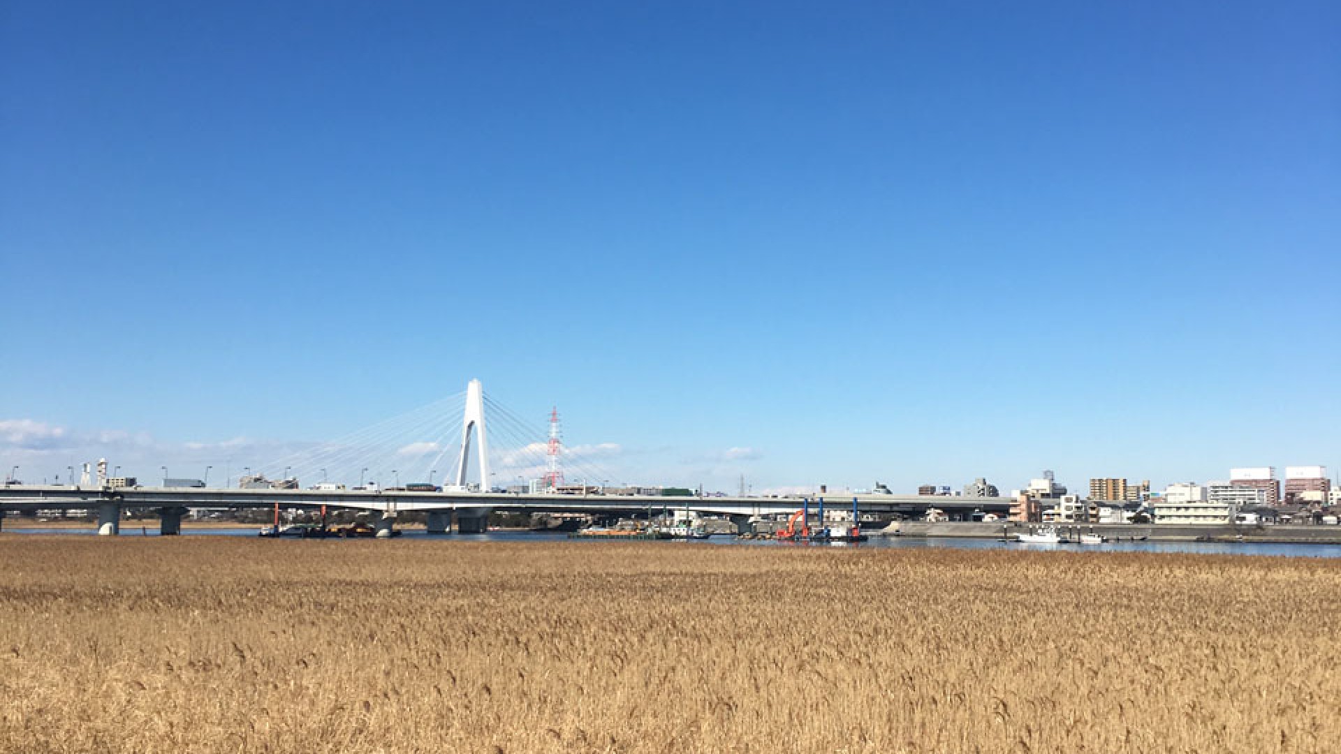 河口干潟・堤防樱