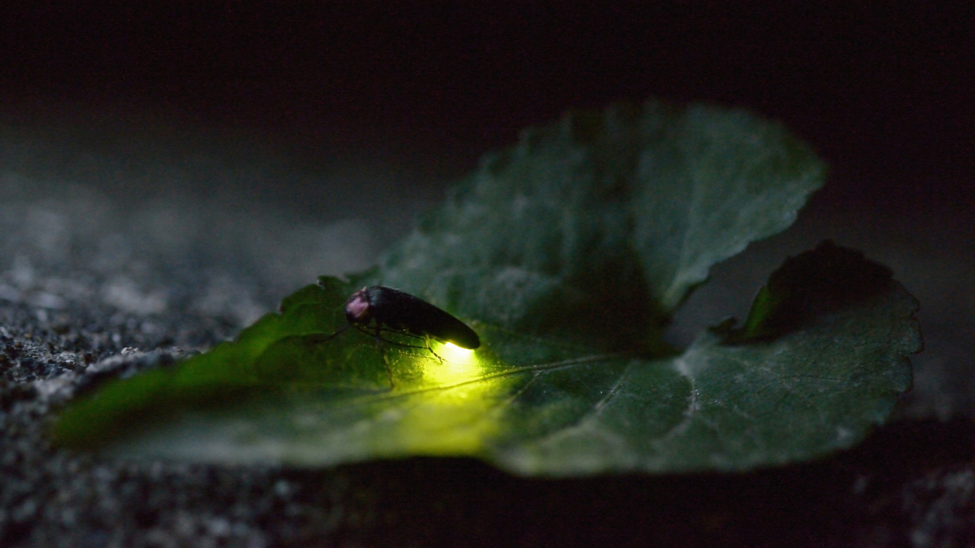 净德院鸢尾花园