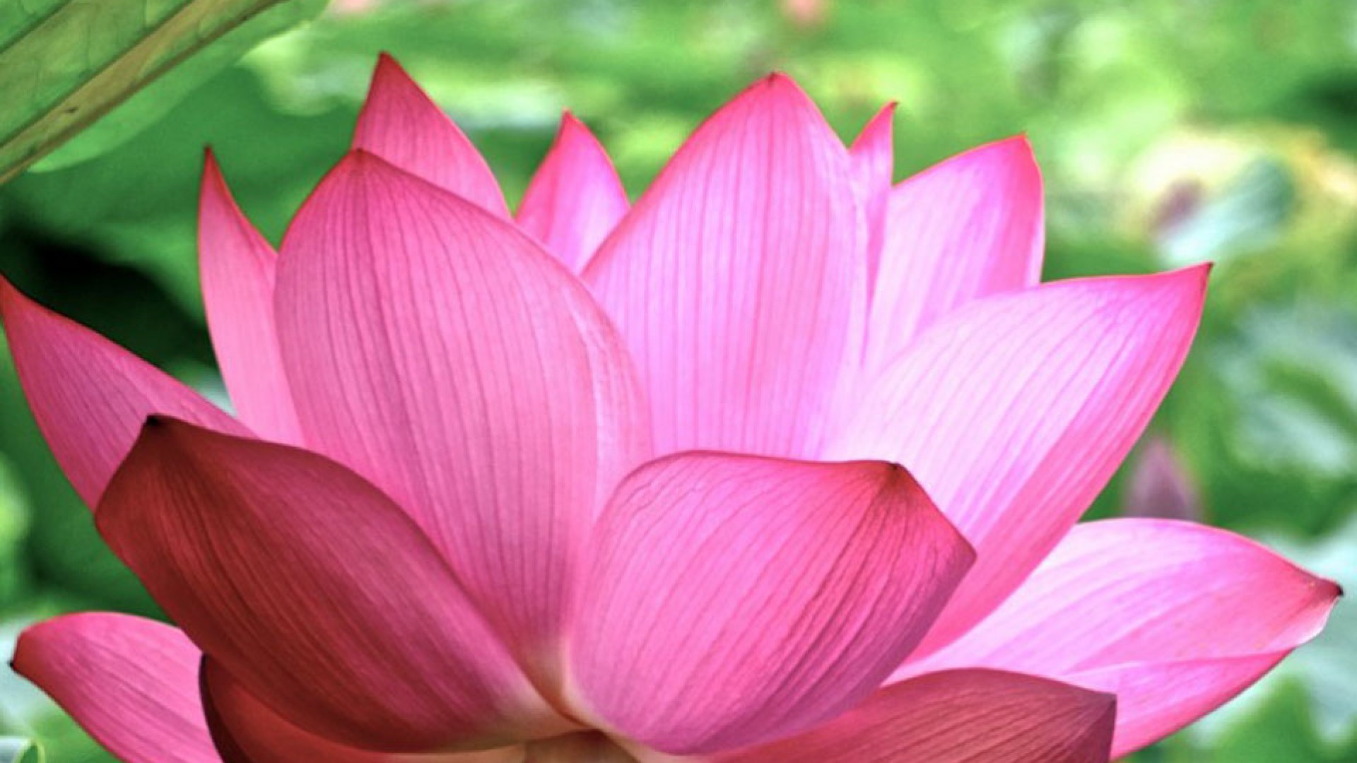 莲池（藤泽市）