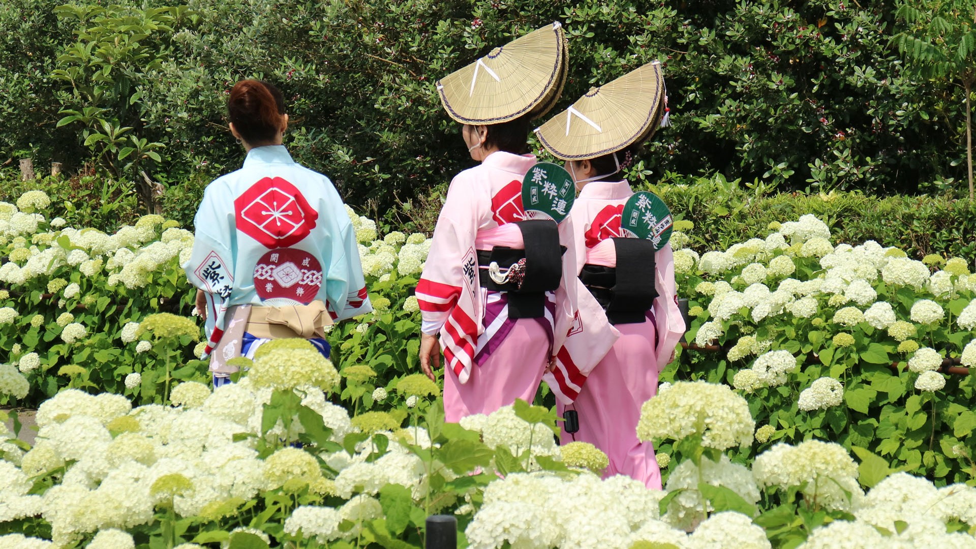 开成町紫阳花祭