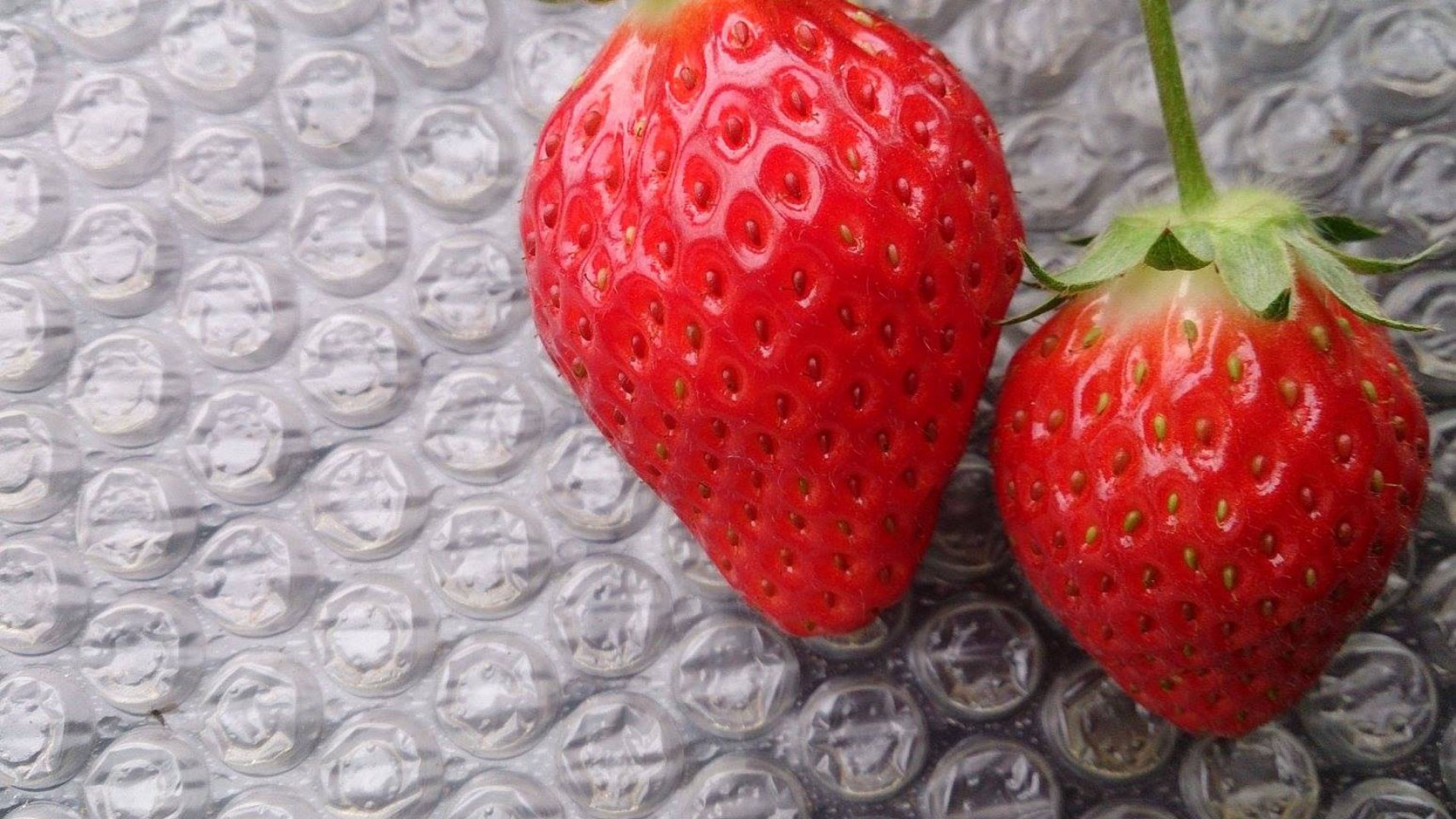 嘉山农场 体验草莓采摘