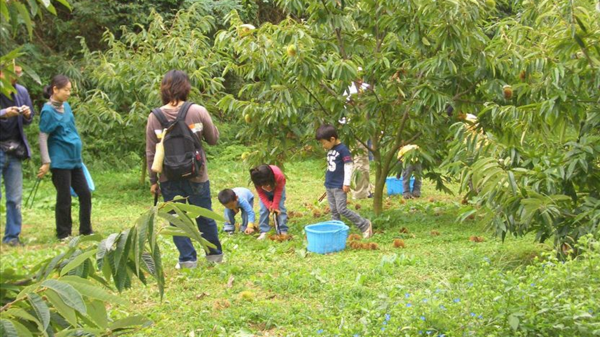 铃木园（摘水果）