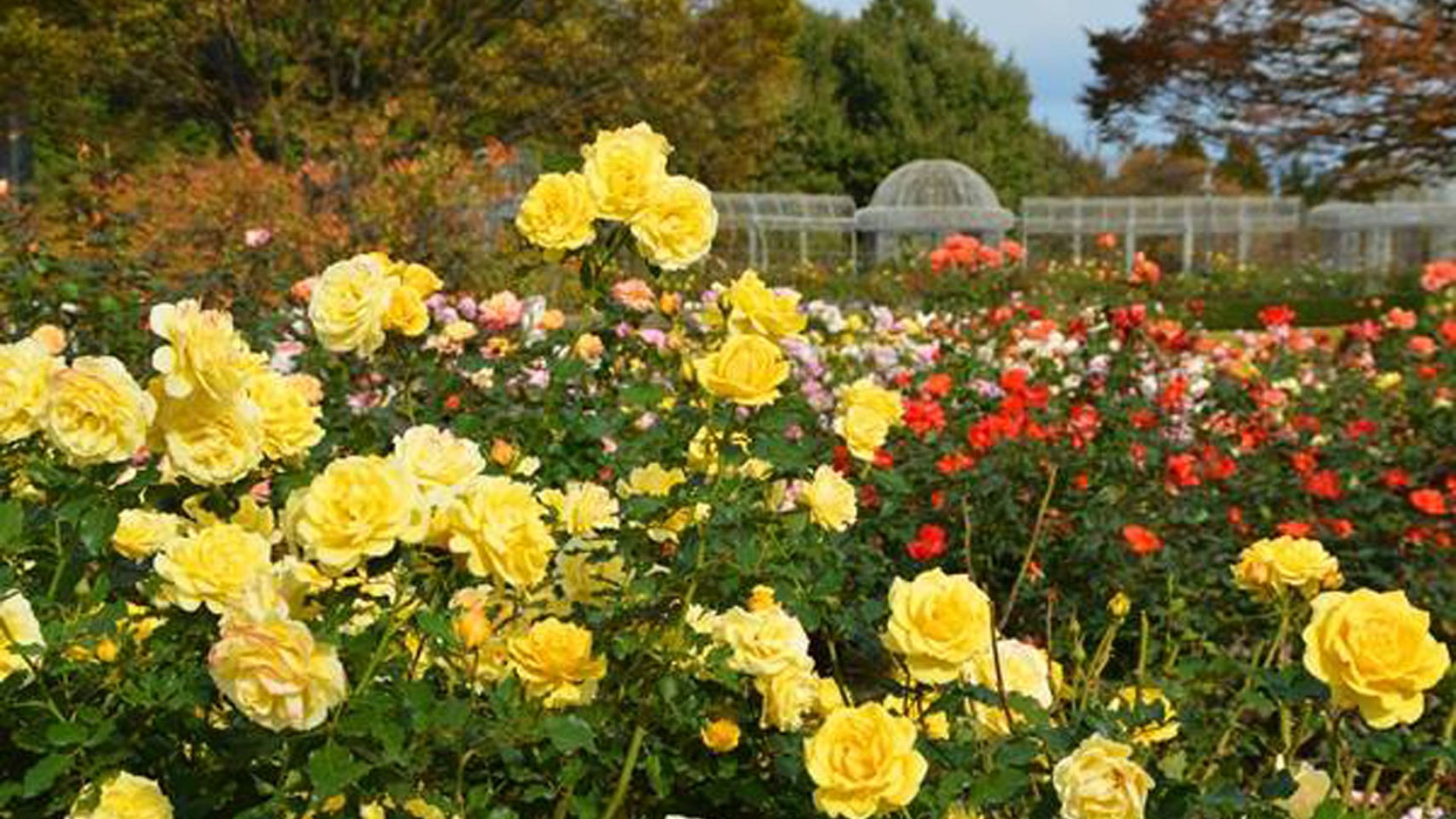 小田原FLOWER GARDEN