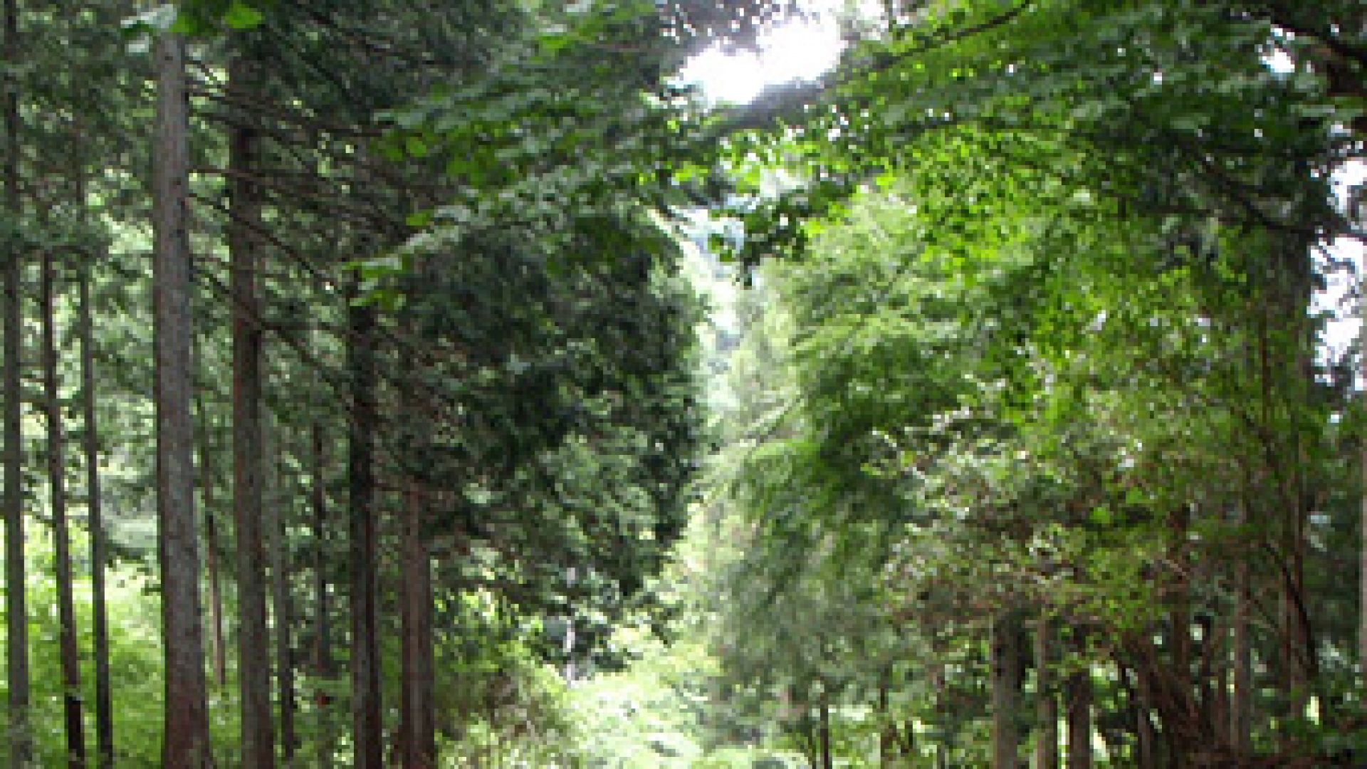 治疗之路（森林治疗）