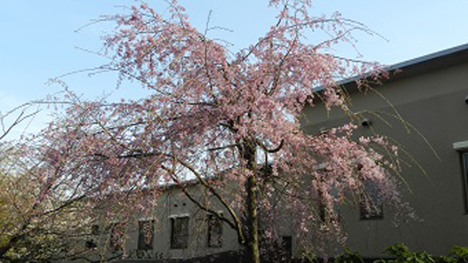 長倉美肌櫻（上鄉森之家）