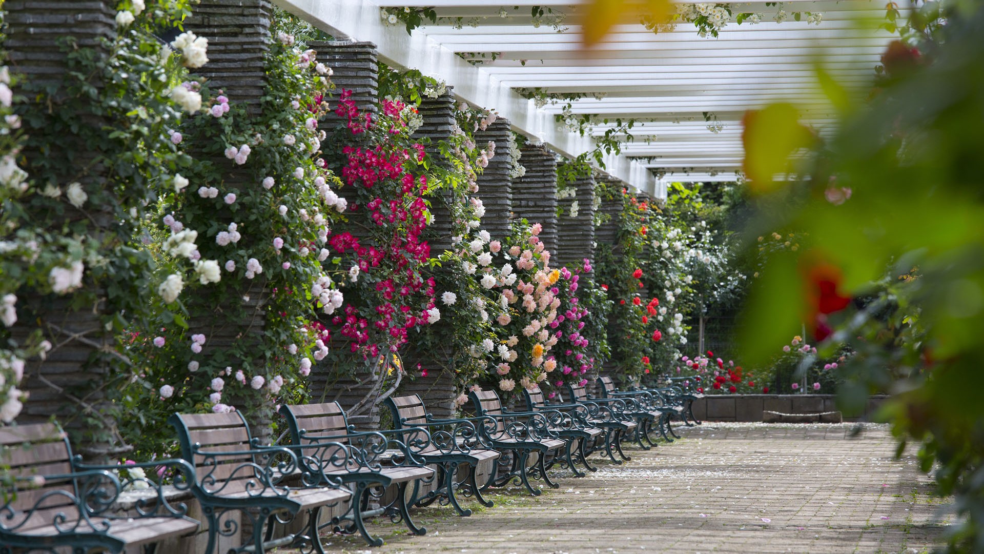 生田绿地玫瑰苑