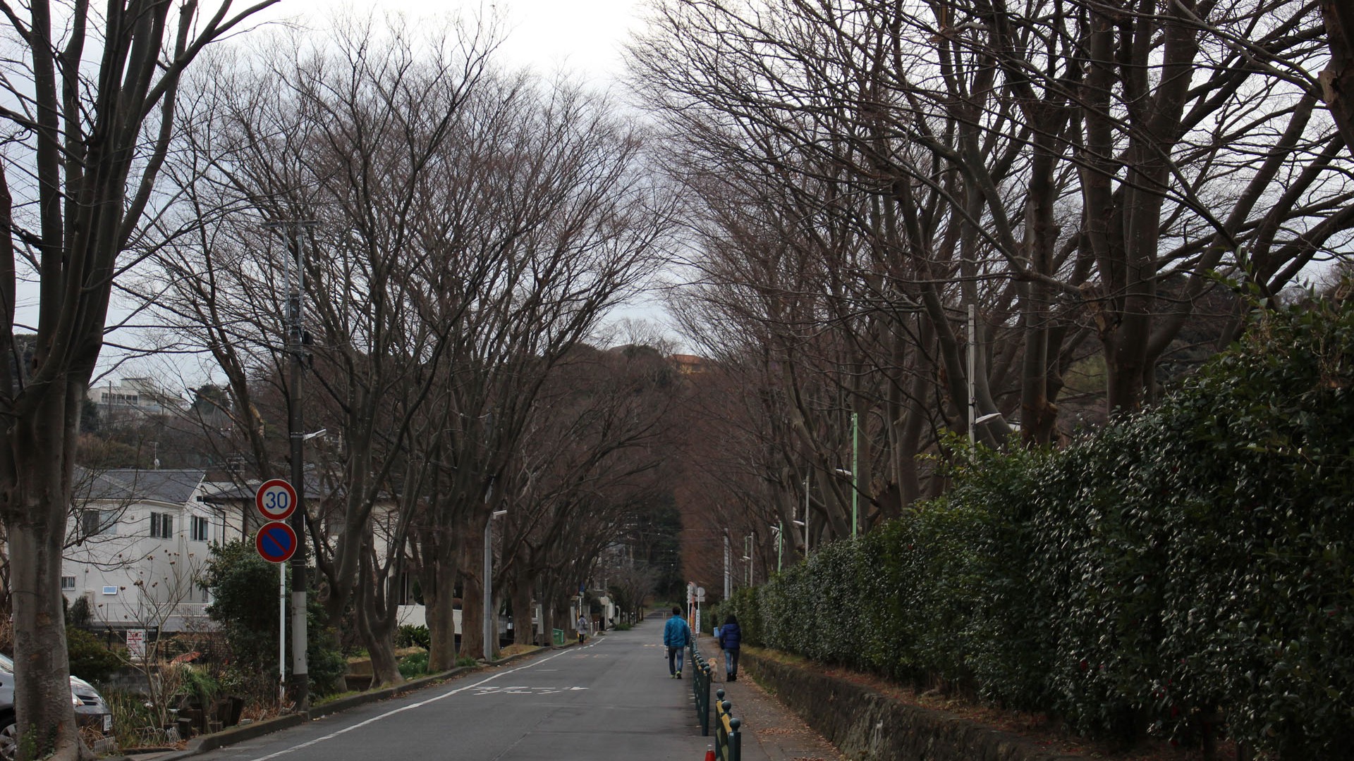 东丽路边的榉树