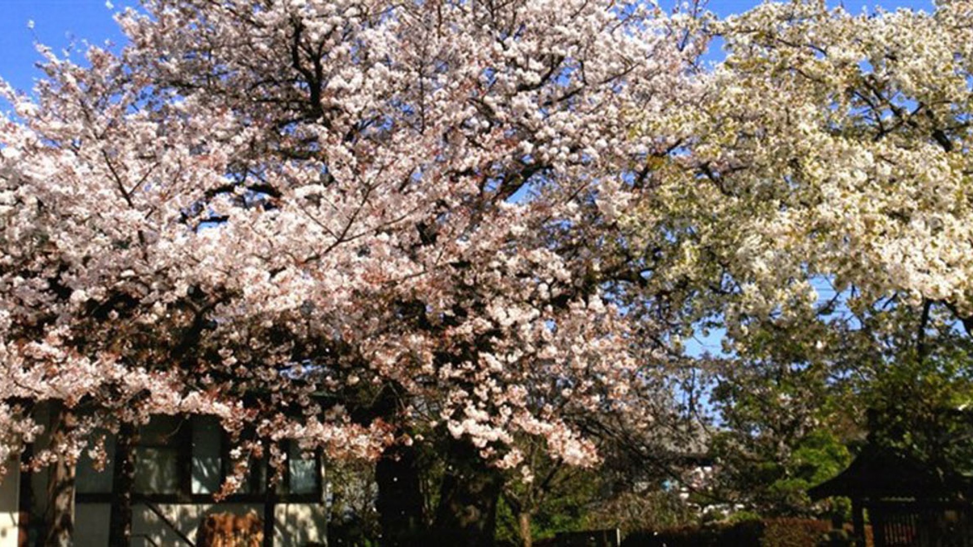 安乐寺（体验抄写佛经）