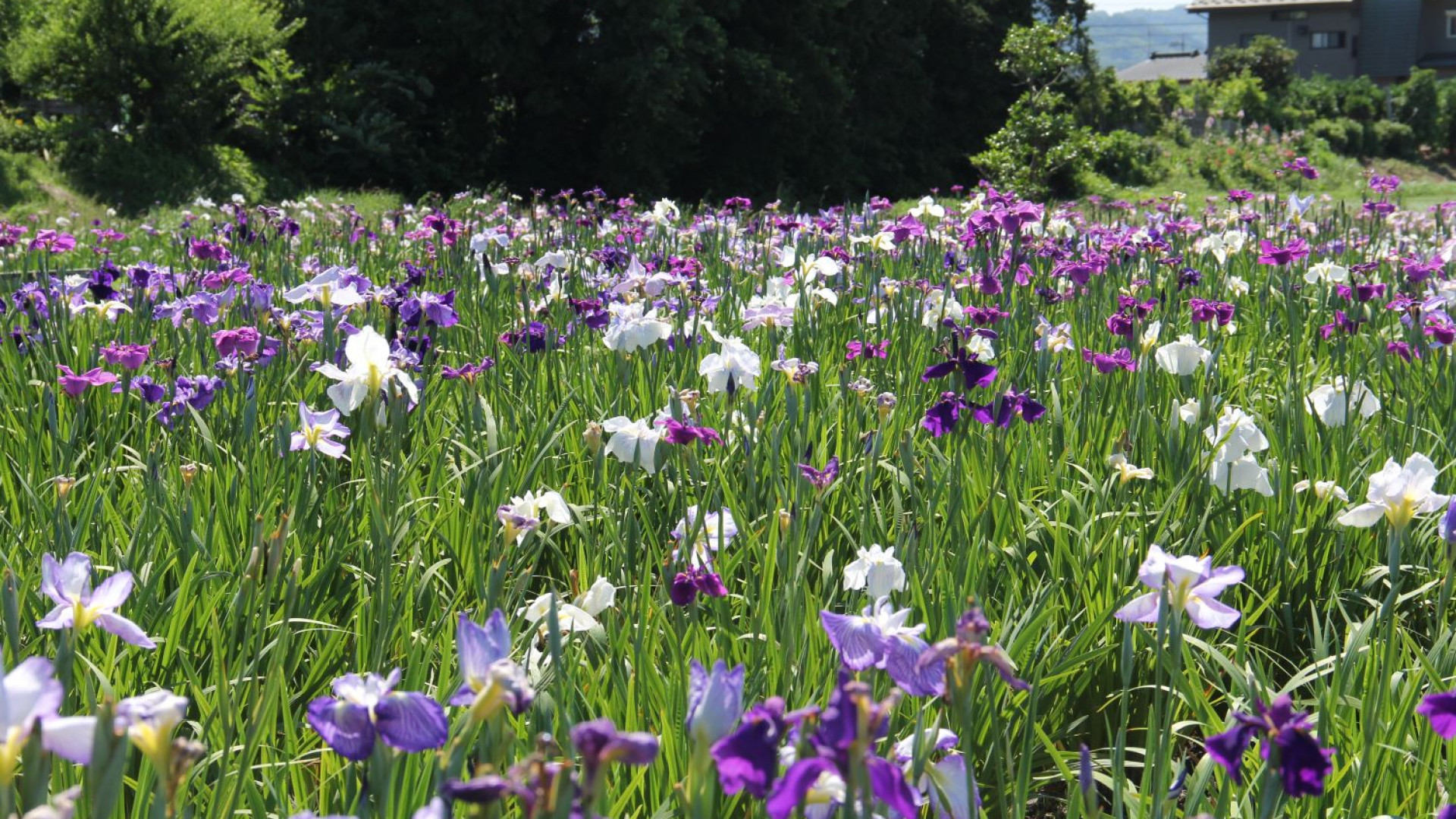 Seseragi 之乡花菖蒲园/水边广场