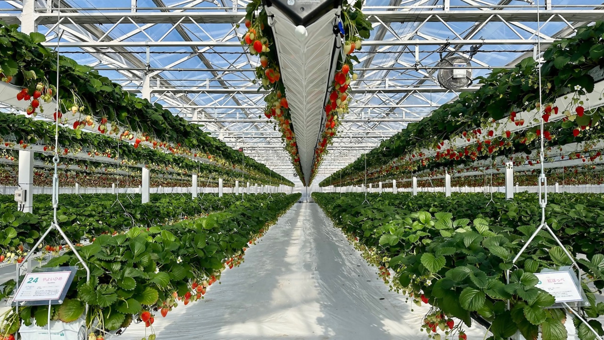 ichigos YOKOHAMA 草莓横滨