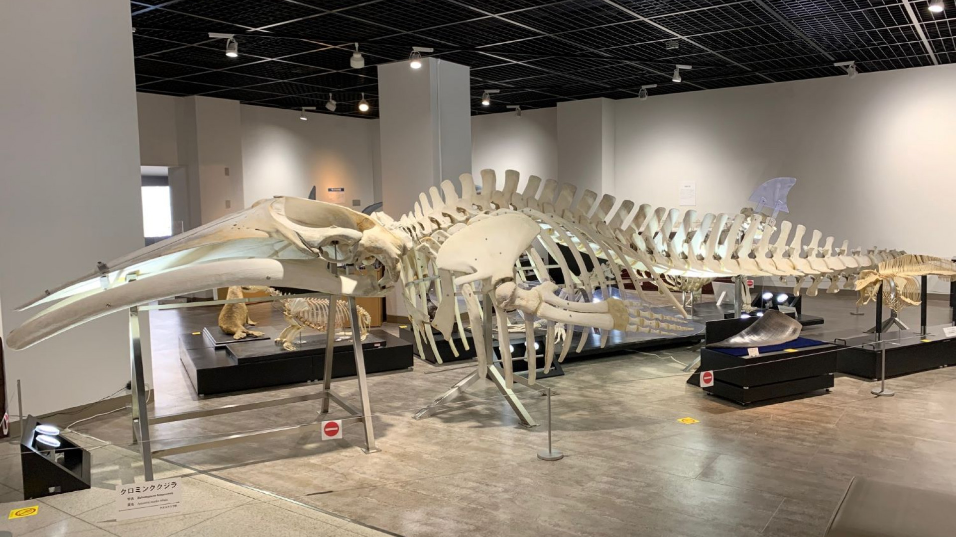 니혼 대학교 생물 자원 과학부 박물관(뼈의 박물관)