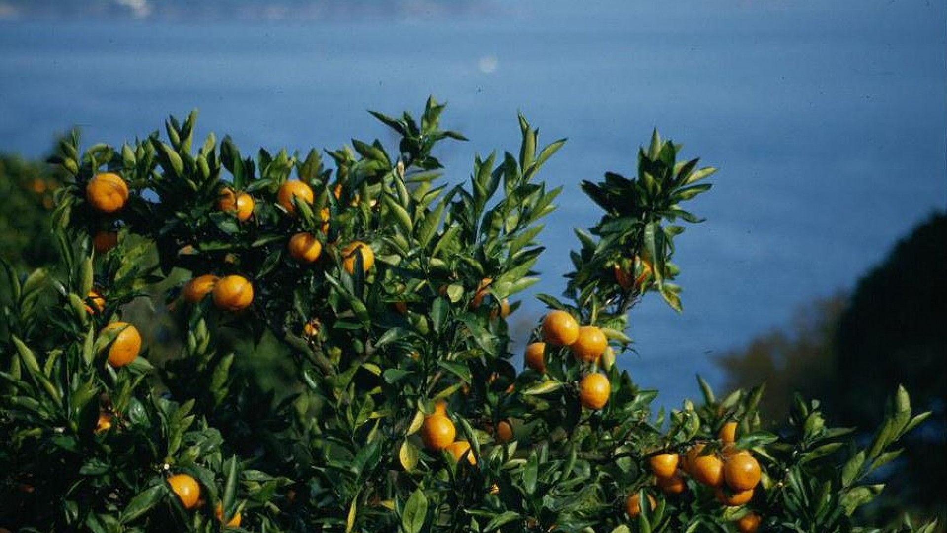 汤河原采摘柑橘