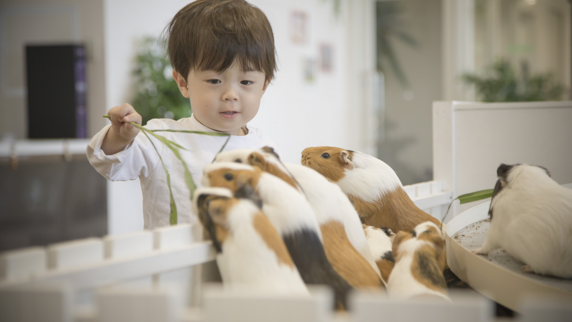 Animal Touch Minatomirai