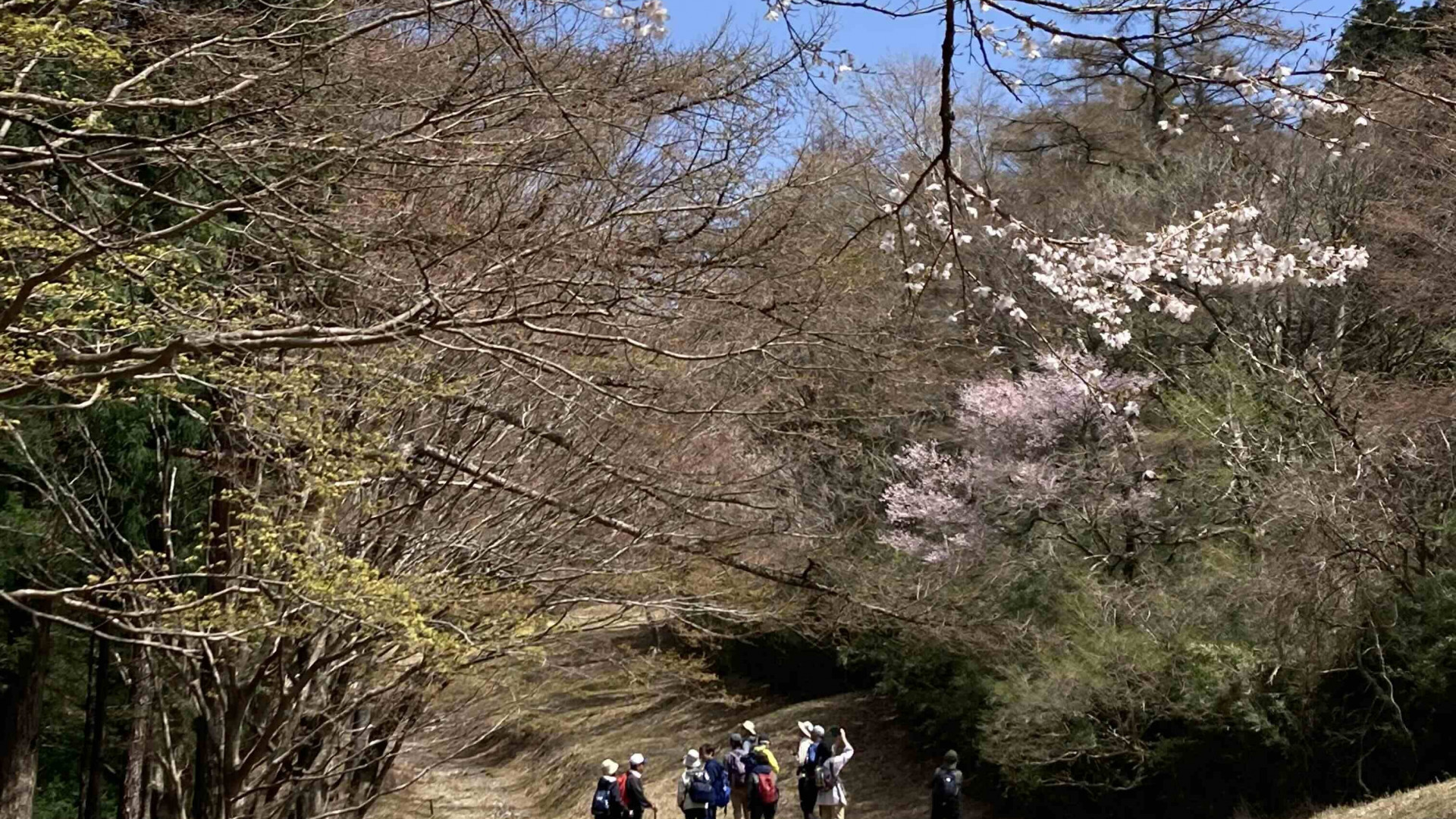 与志愿导览员同行的箱根徒步路线