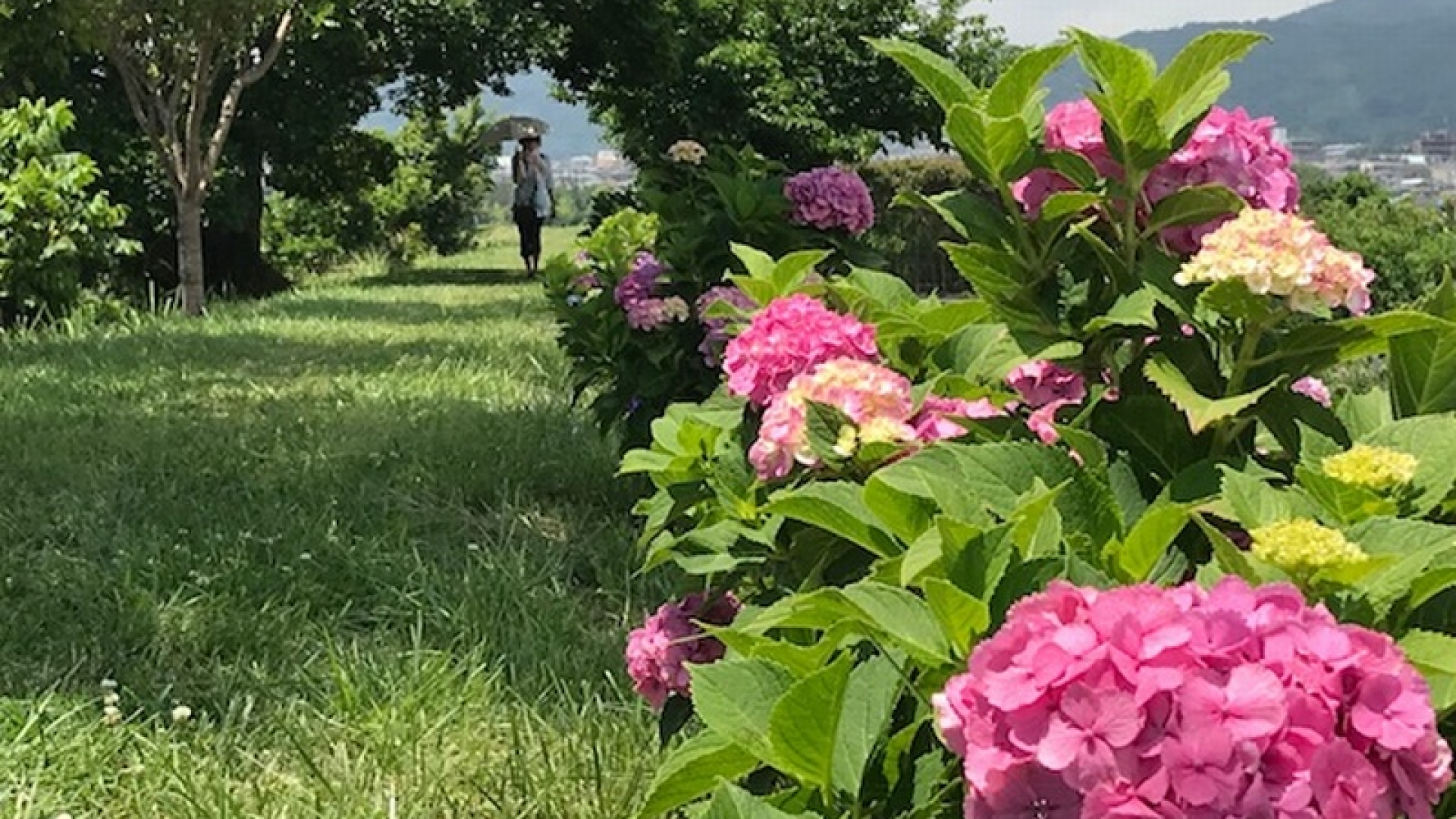 鹤卷绣球花散步小道