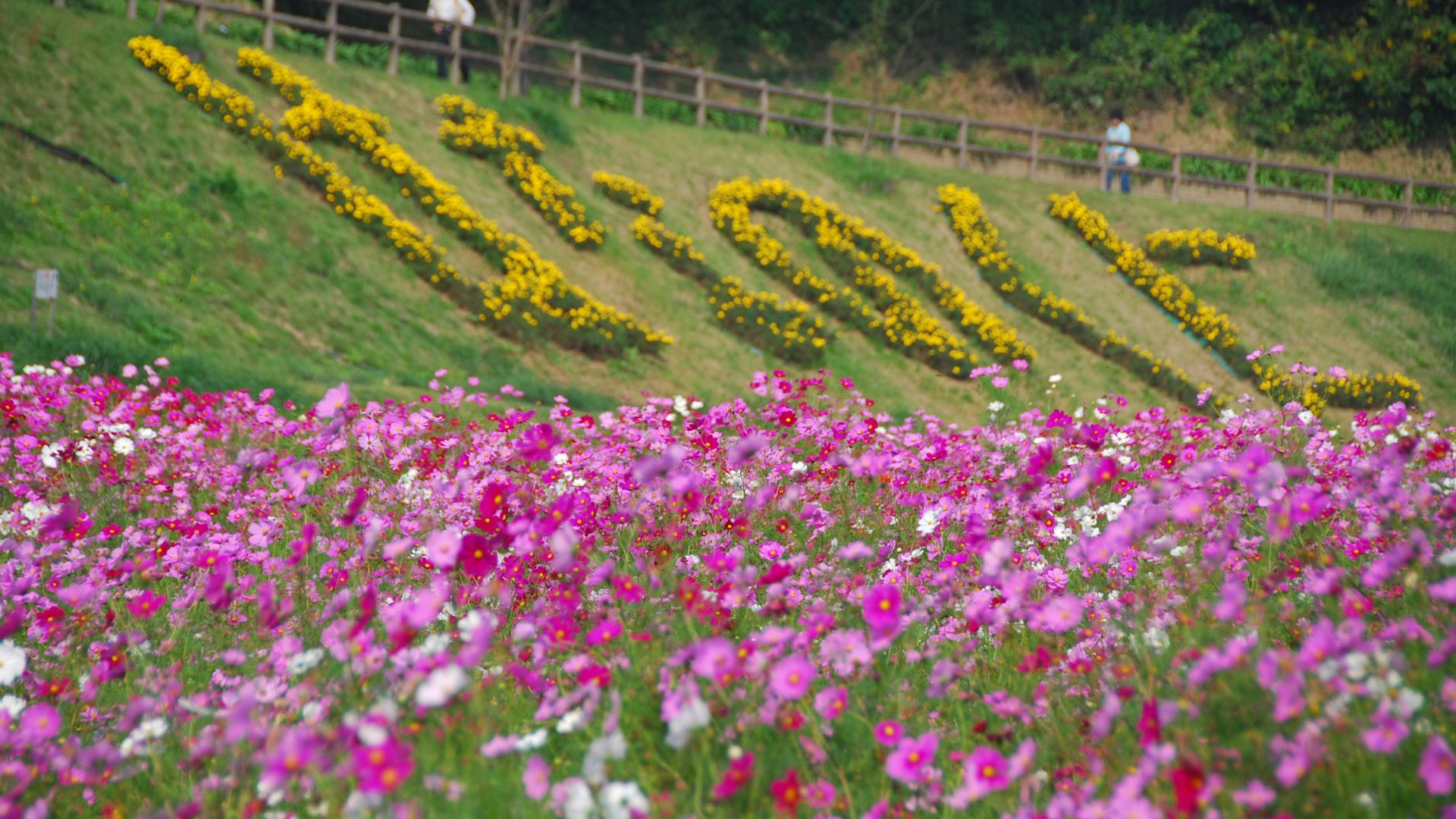 横须贺久里滨花之国