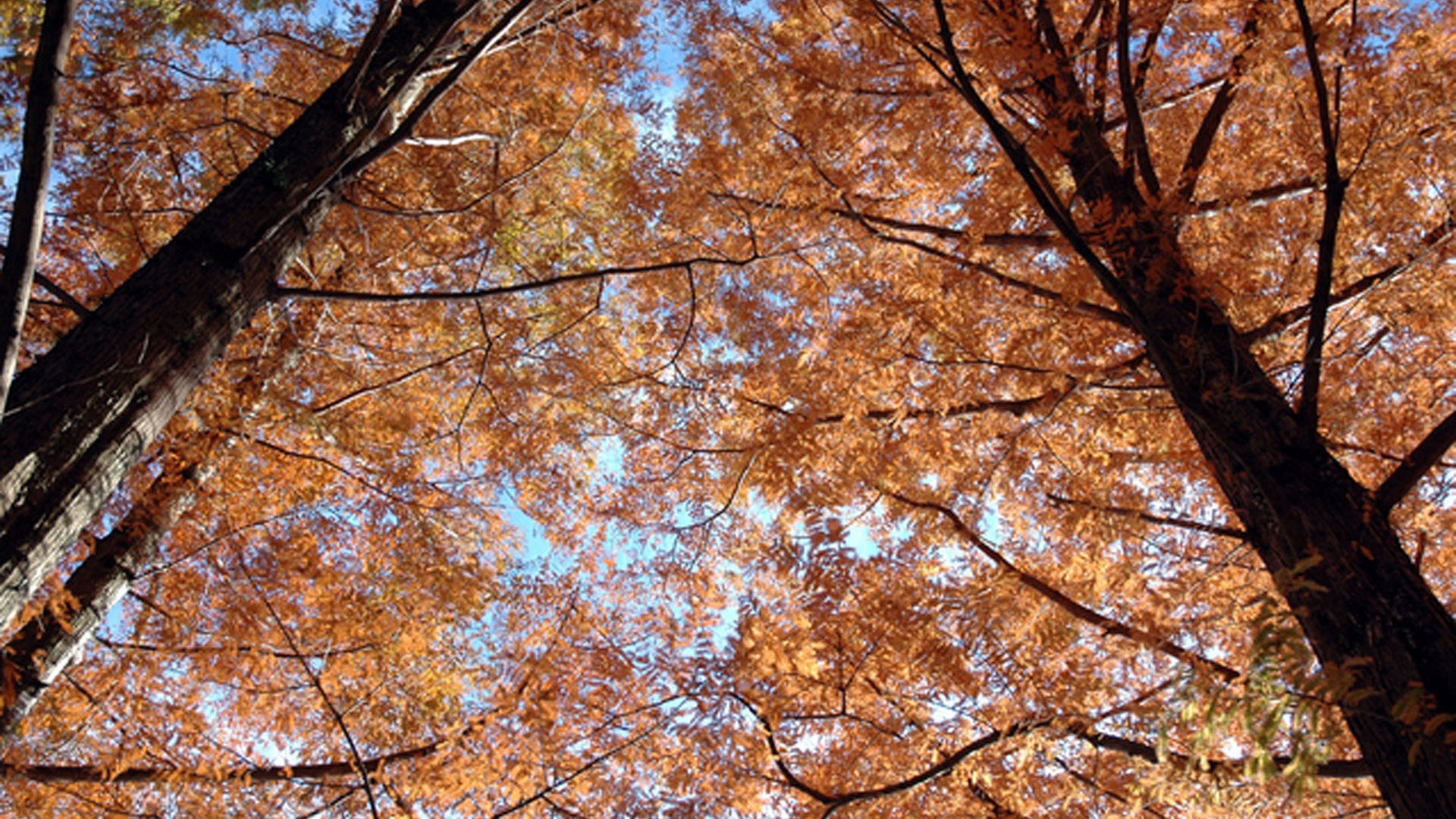 水杉之林（犹如上古世界）