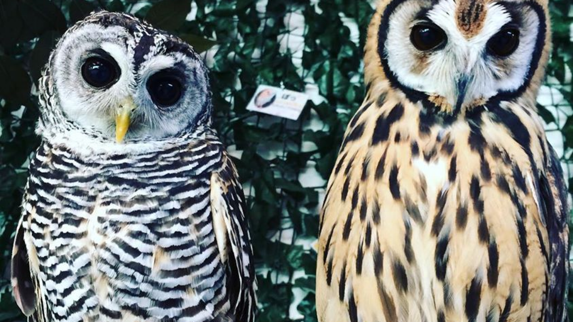 锥子咖啡馆湘南锥子公园