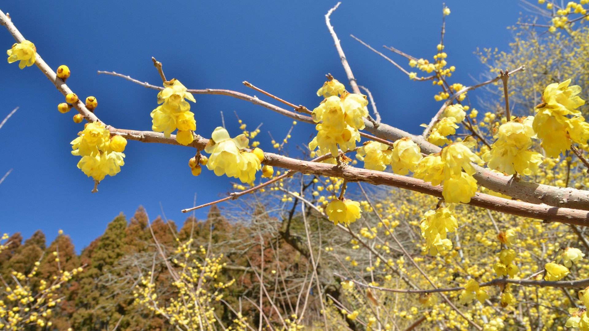 寄蜡梅园（寄蜡梅祭）