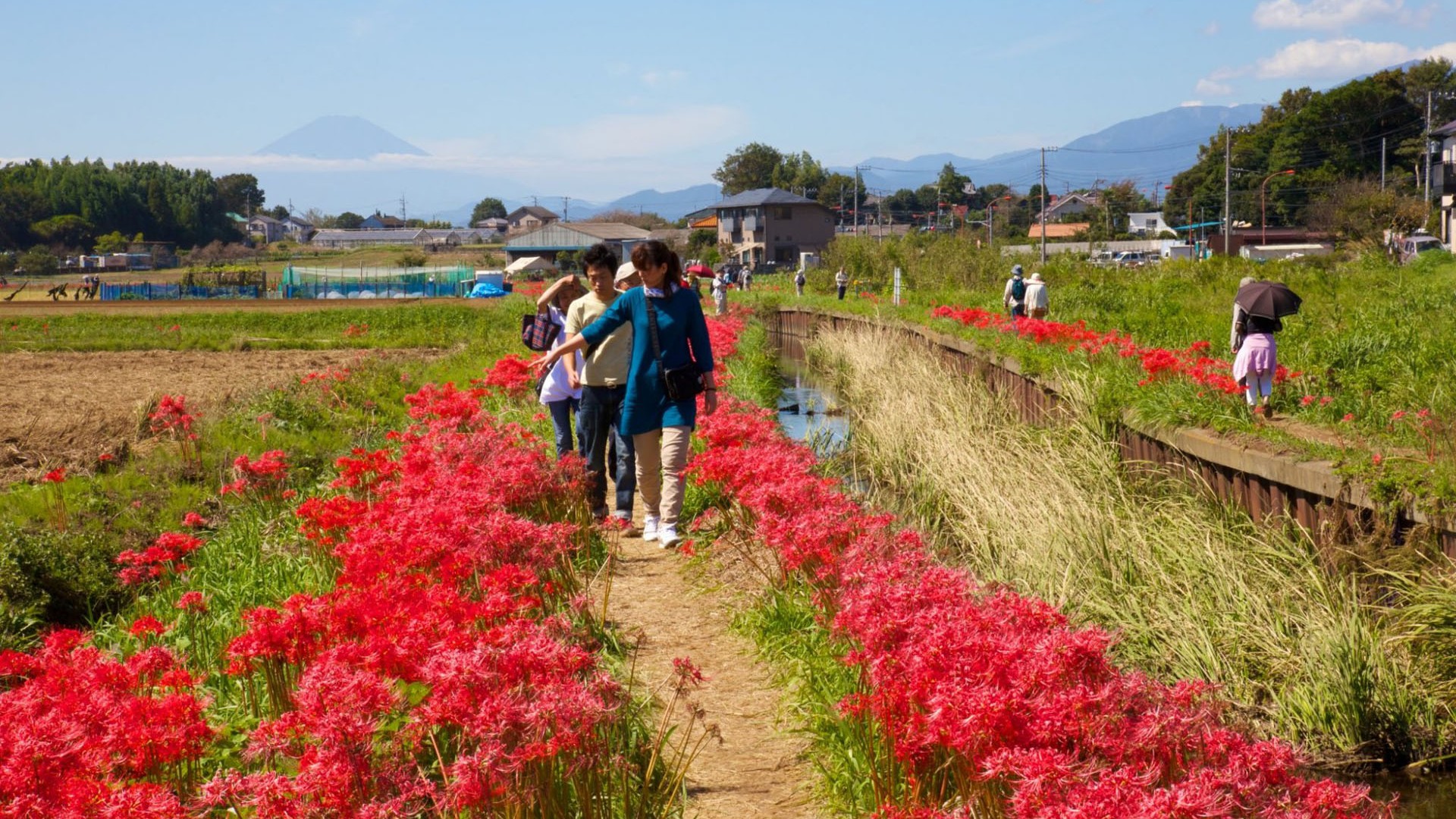 小出川彼岸花祭