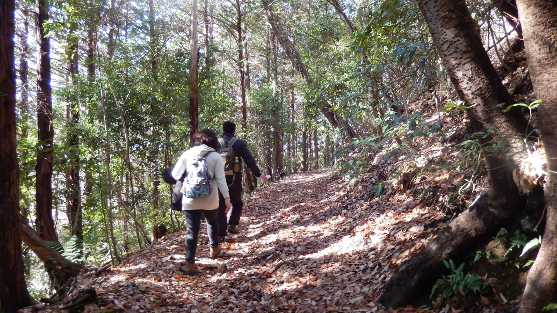 大山古道（坂本道）