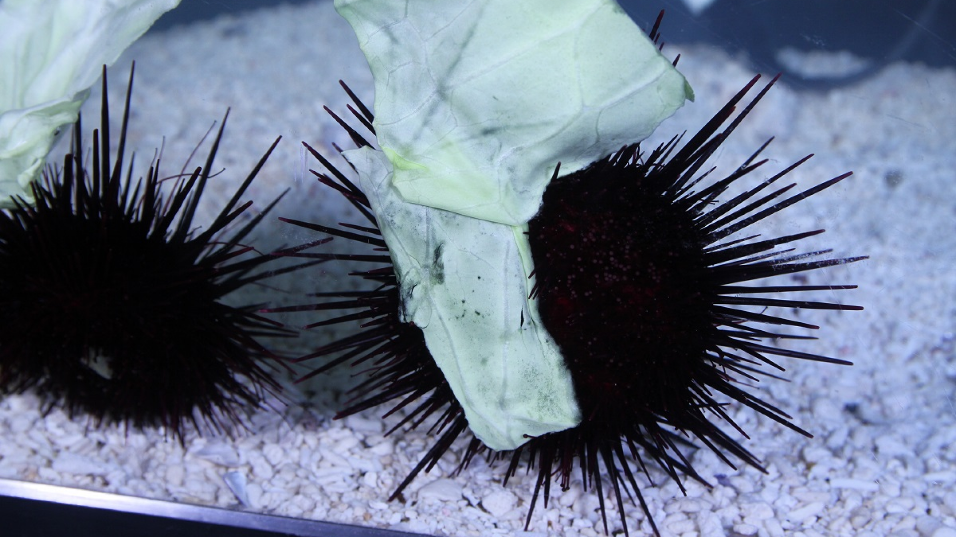 神奈川县水产技术中心