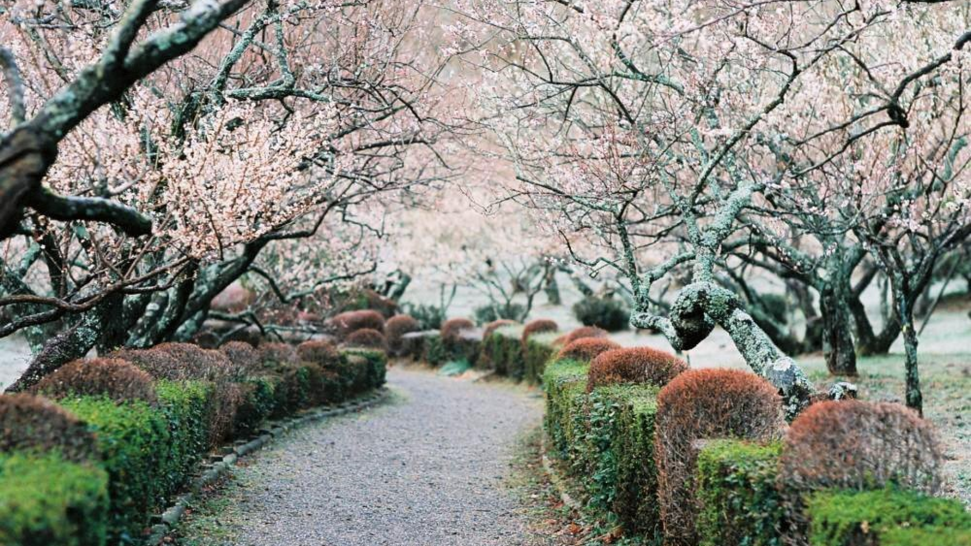 สวนพฤกษศาสตร์ซูจิมูระ 