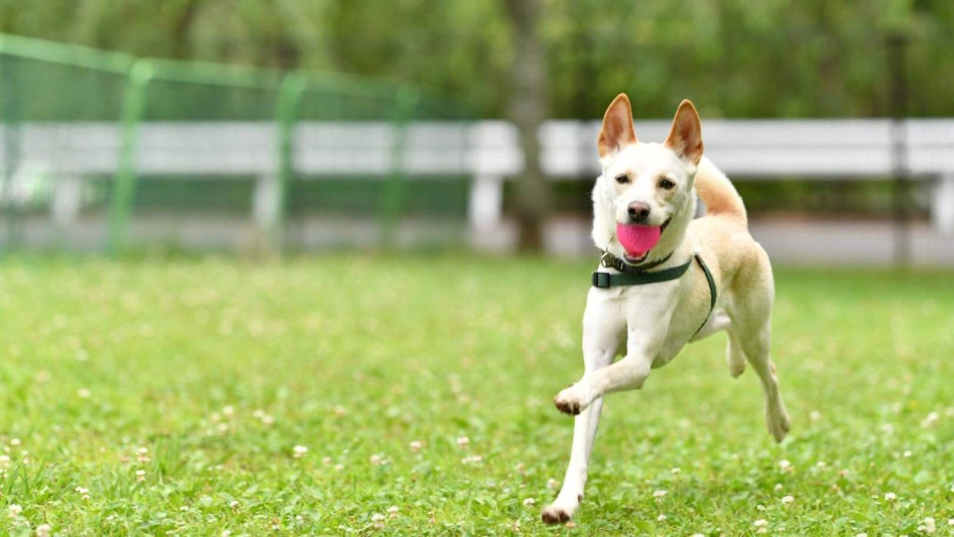 寄七星狗公园＆咖啡馆