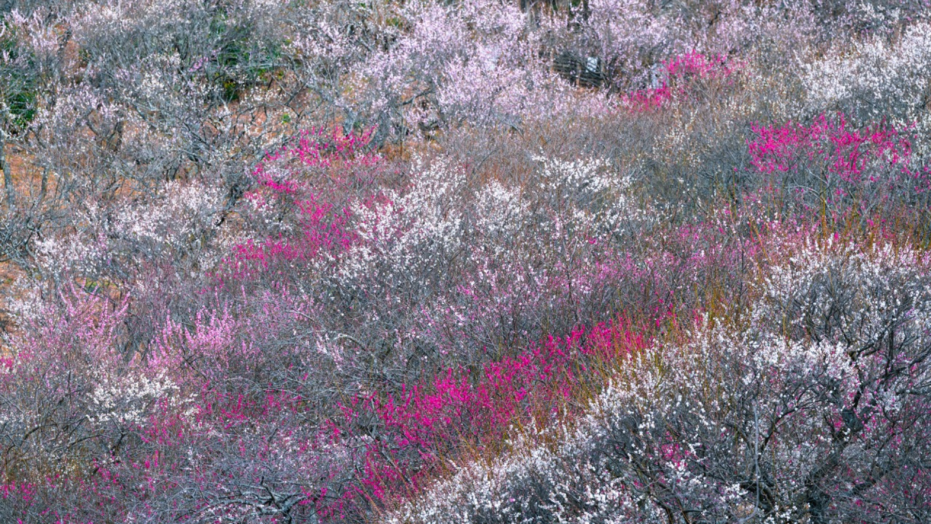 汤河原梅林「梅之宴」