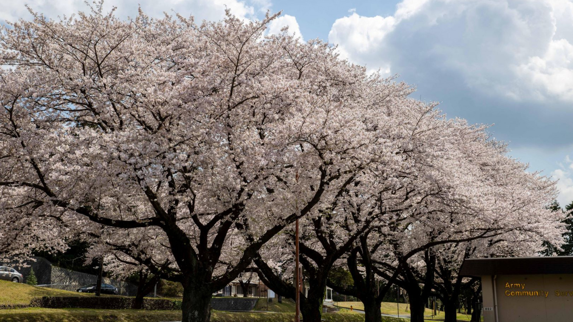 美日亲善樱花祭