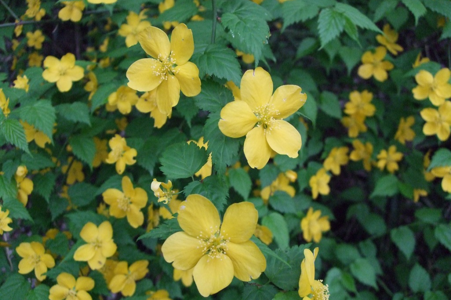 座间谷户山公园