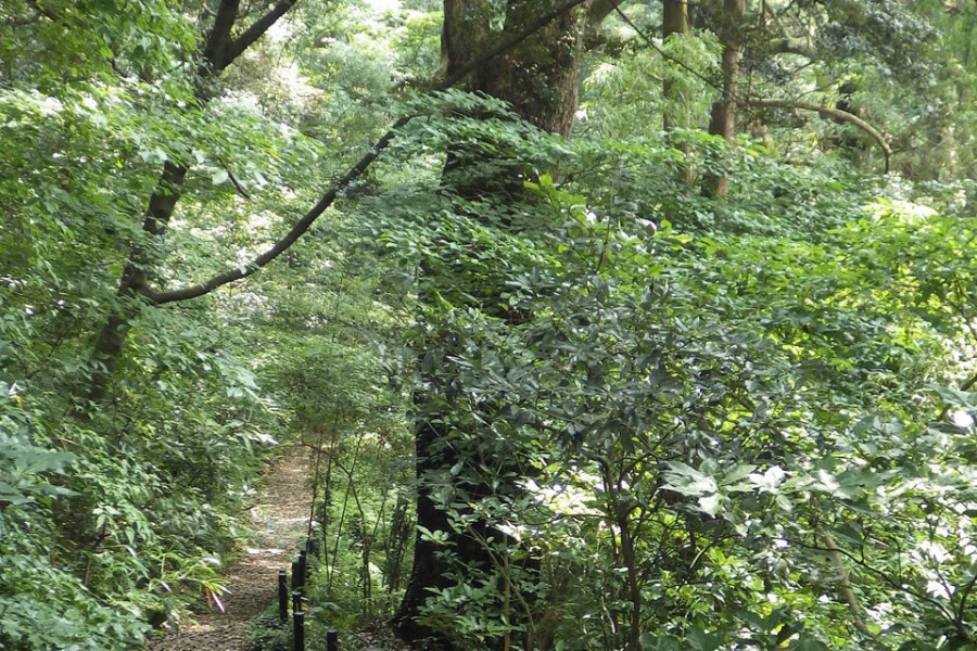 真鹤自然步道（林间散步道、森林浴散步道、番场浦散步道）