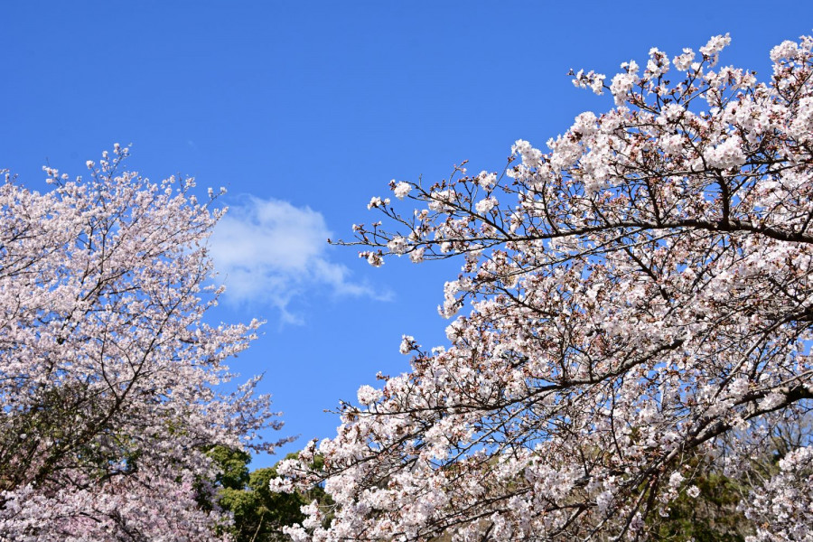 饭山白山森林公园