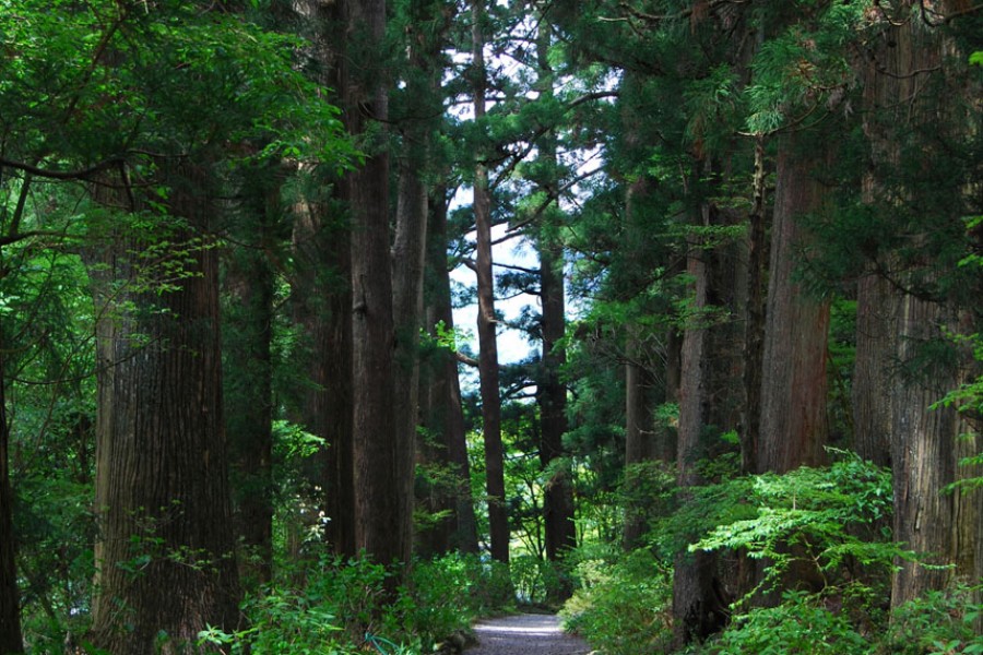Xa lộ Hakone tuyết tùng cổ xưa